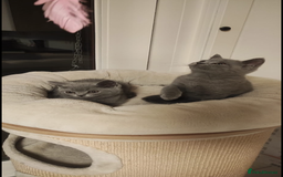 British Shorthair cats for sale: British Shorthair Kittens – Only 2 Left, Ready Now - Image 7