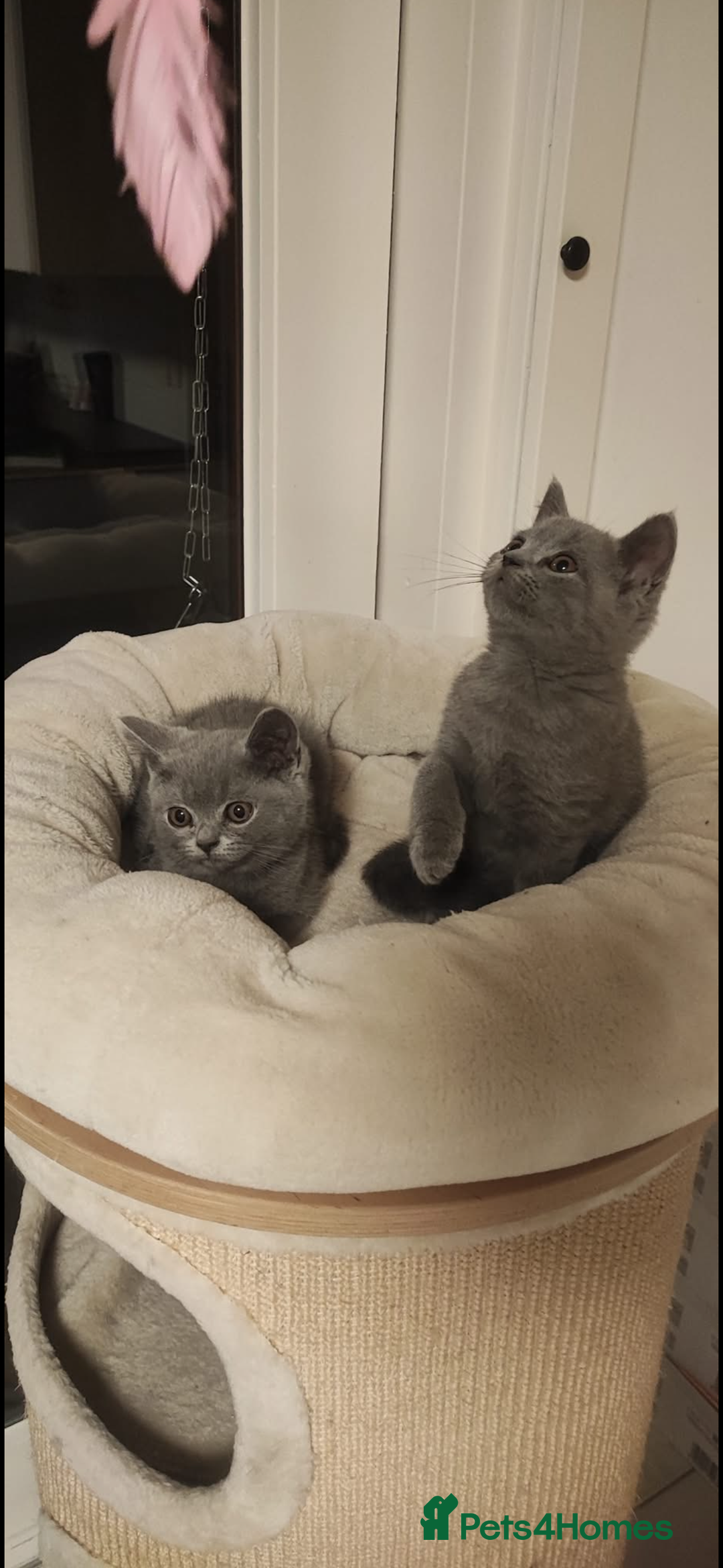 British Shorthair cats for sale: British Shorthair Kittens – Only 2 Left, Ready Now - Image 7