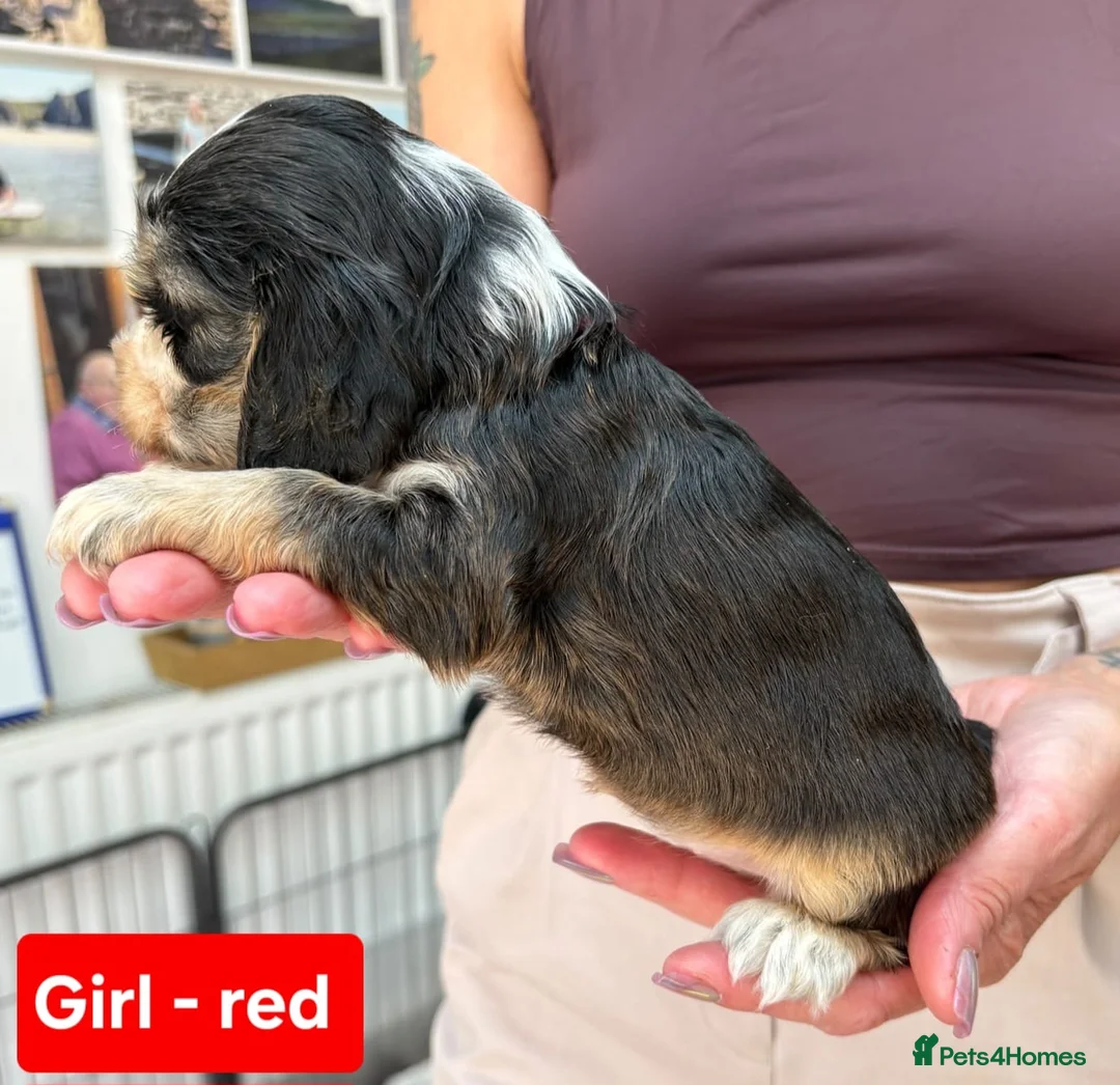 Cocker Spaniel dogs for sale: Stunning Show Cocker Spaniel puppies DNA tested - Advert 27