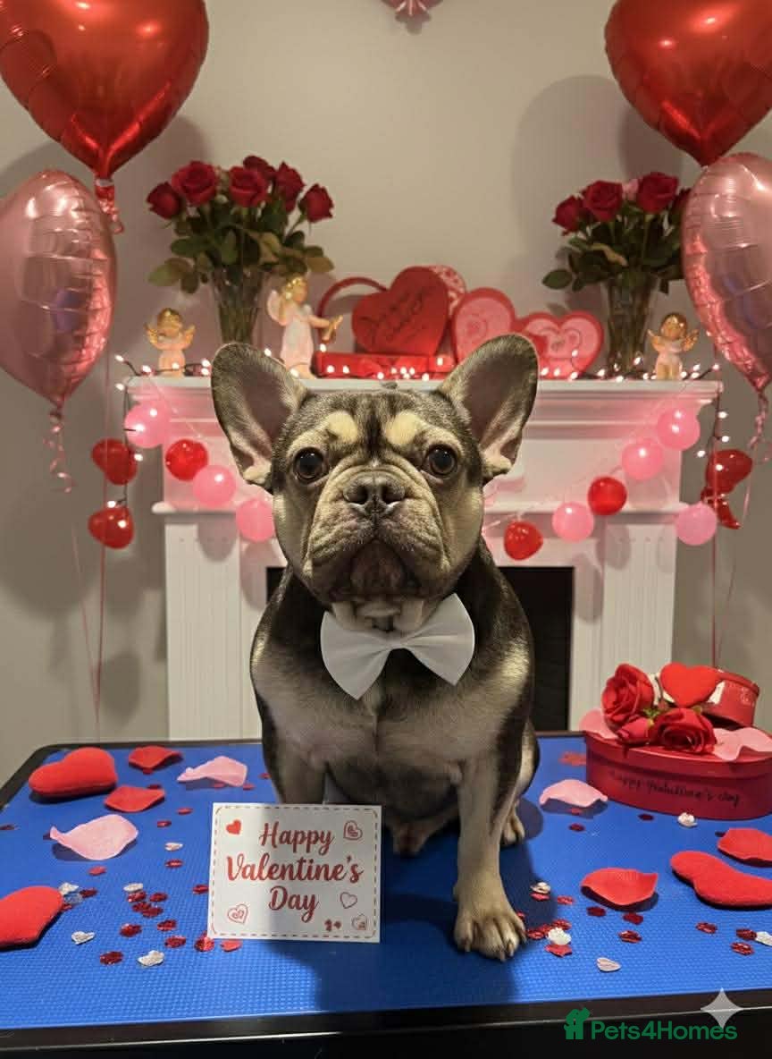 French Bulldog dogs Male french bulldog - Advert 2