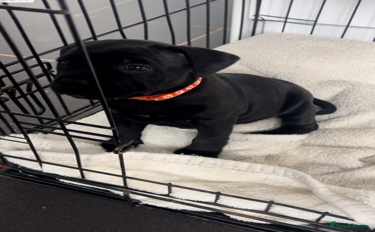 Staffordshire Bull Terrier dogs - Advert 1