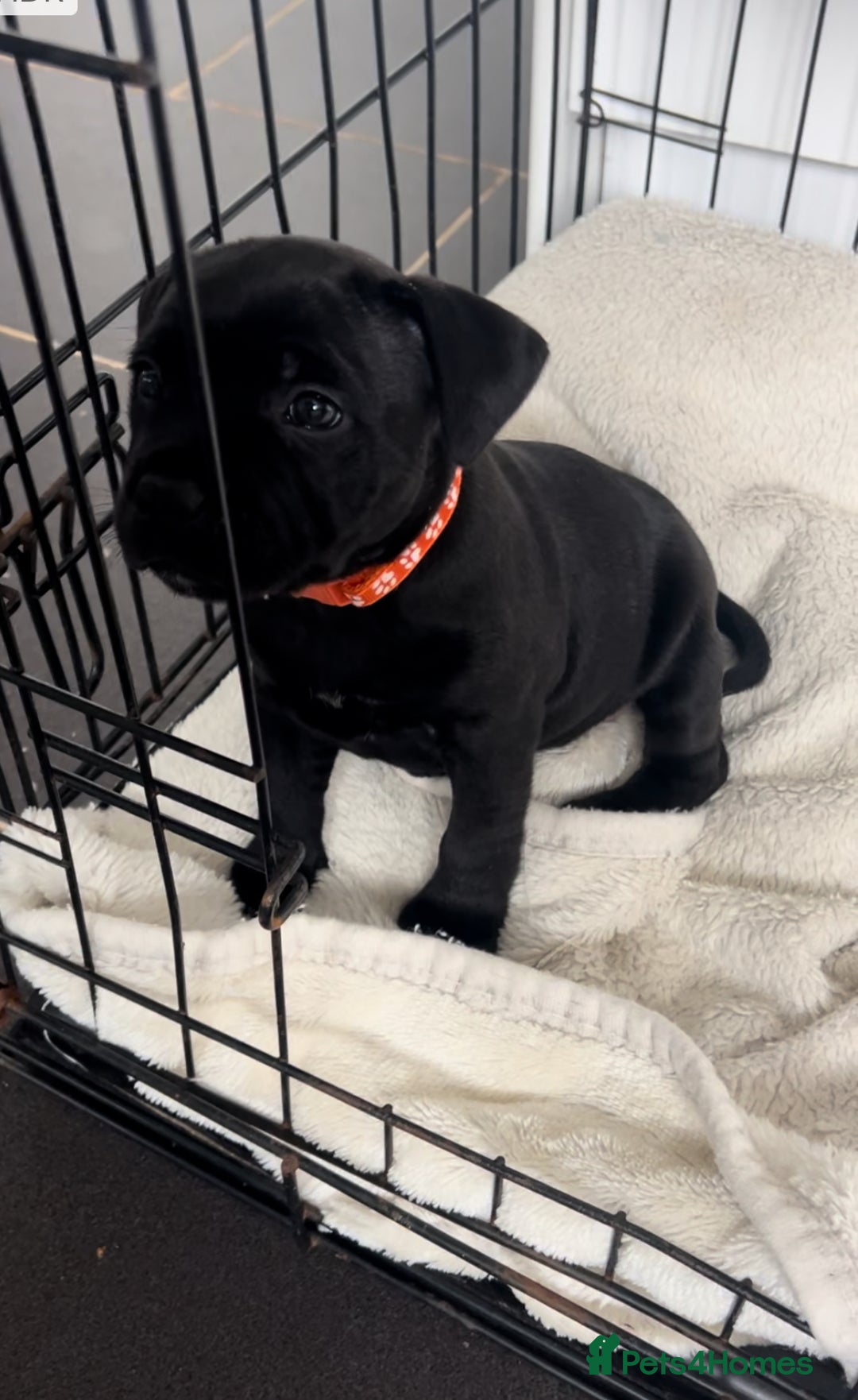 Staffordshire Bull Terrier dogs for sale: LAST ONE🥇VALGLO BLOODLINE SHORT STOCKY STAFFS 🏆 - Image 1
