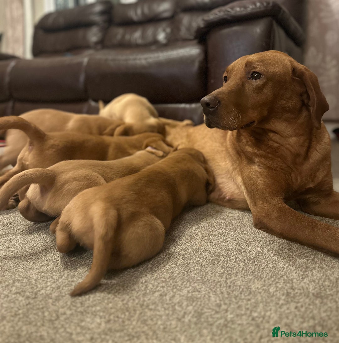 Labrador Retriever dogs for sale: kc registered Labrador puppies - Advert 5