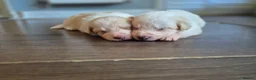 Border Collie dogs for sale: Exceptional, health tested, KC registered puppies - Advert 9
