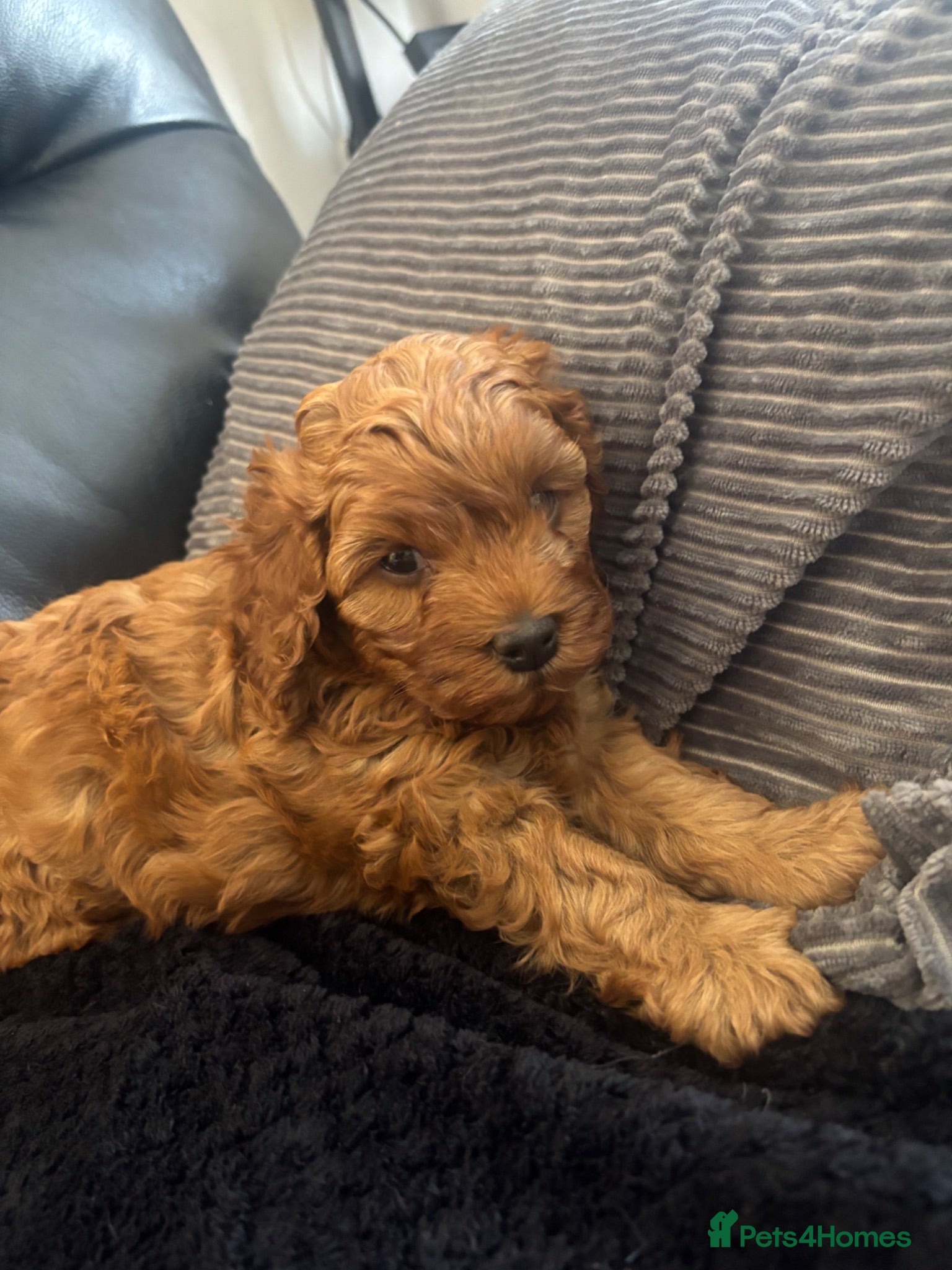 Cockapoo dogs F1b fox red cockerpoo - Advert 2