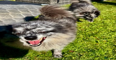 Pomeranian dogs - Advert 12