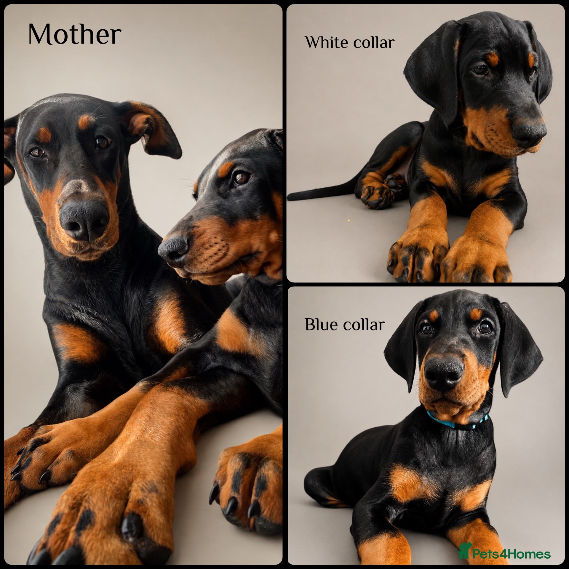 Dobermann dogs KC REGISTERED - DOBERMAN PUPPIES - Advert 4