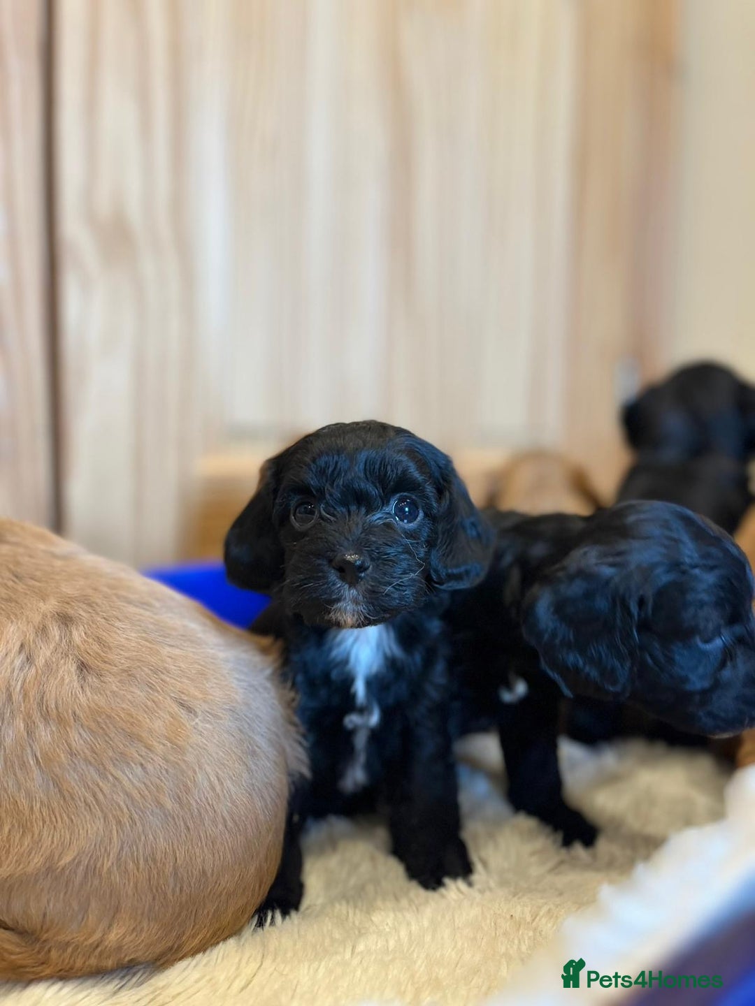 Cockapoo dogs for sale: Tiny cockapoo puppies - Advert 7