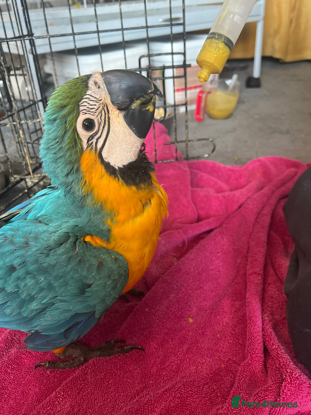 Macaws birds for sale: Hand reared blue & gold Macaw Chick - Image 18