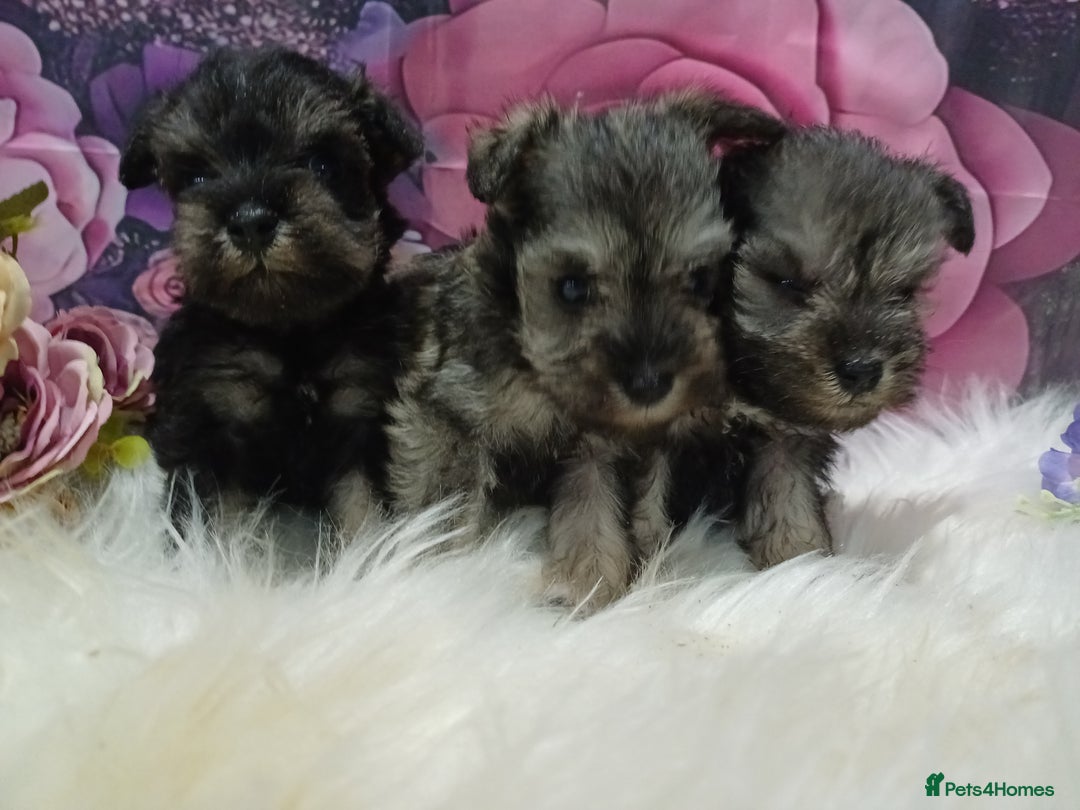 Miniature Schnauzer dogs for sale: Kc true miniature schnauzers  - Image 13
