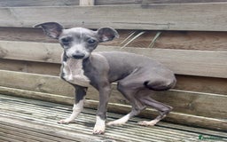 Italian Greyhound dogs for sale: Italian Greyhound  - Image 3