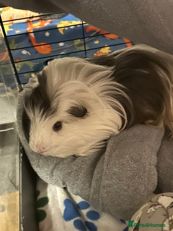 Guinea Pig rodents - Advert 13