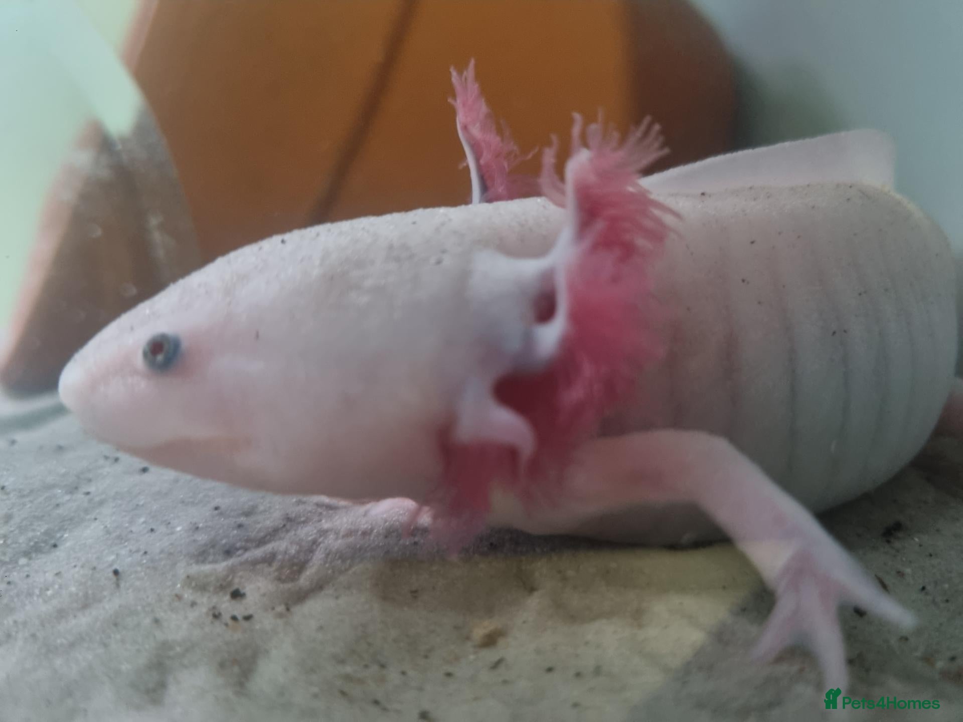 Other/Mixed Breed fish for sale: Axolotl fish  - Advert 1
