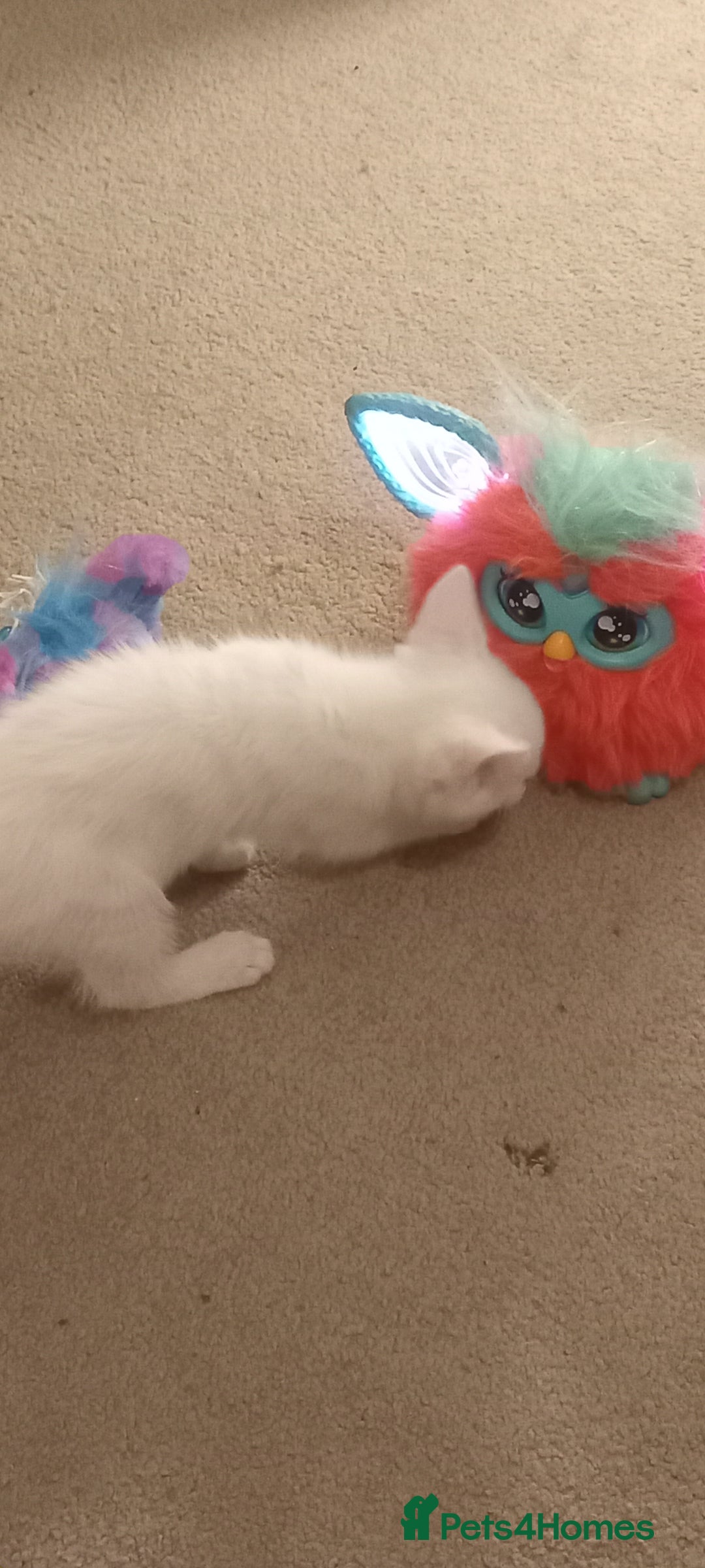 Turkish Angora cats for sale: White Turkish angora kitten  - Image 7