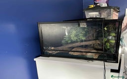 Gecko reptiles for sale: Crested gecko  - Image 3