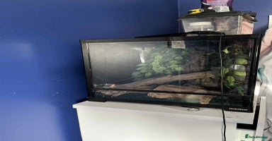 Gecko reptiles - Advert 3