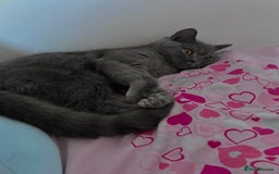 British Shorthair cats for sale: “Blue” British shorthair female  - Image 4