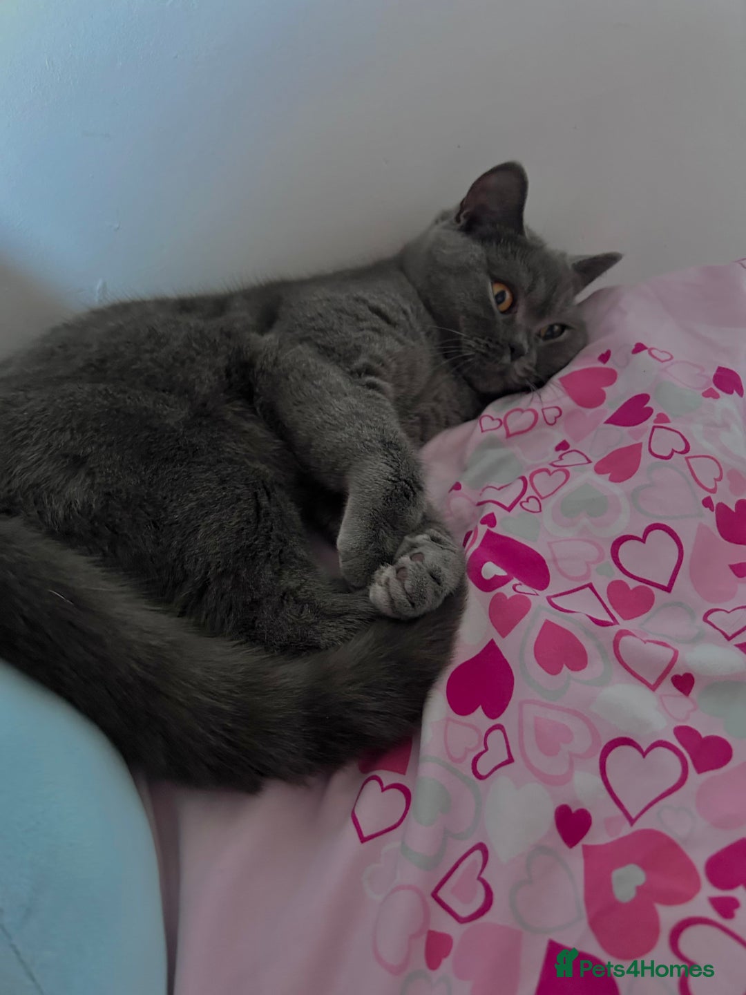 British Shorthair cats for sale: “Blue” British shorthair female  - Image 4