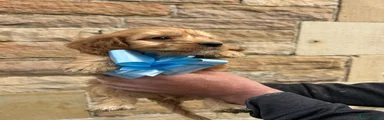 Cockapoo 4