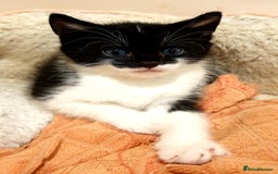 Mixed Breed cats for sale: Adorable trio of kittens  - Image 21