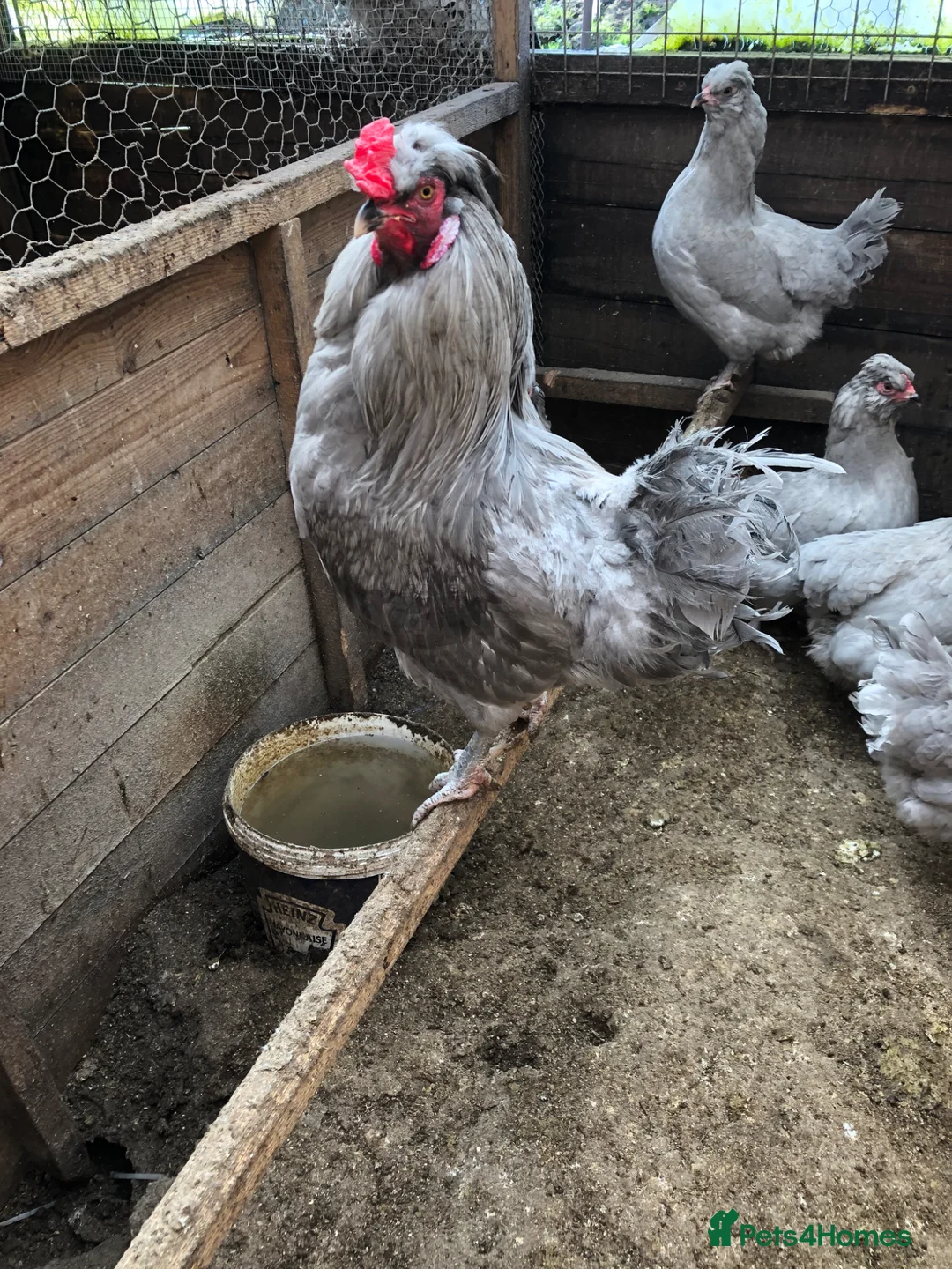 Chickens poultry for sale: Pure breed poultry hatching eggs  - Advert 16