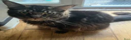 Maine Coon cats for sale: Large Maine coon  - Advert 3