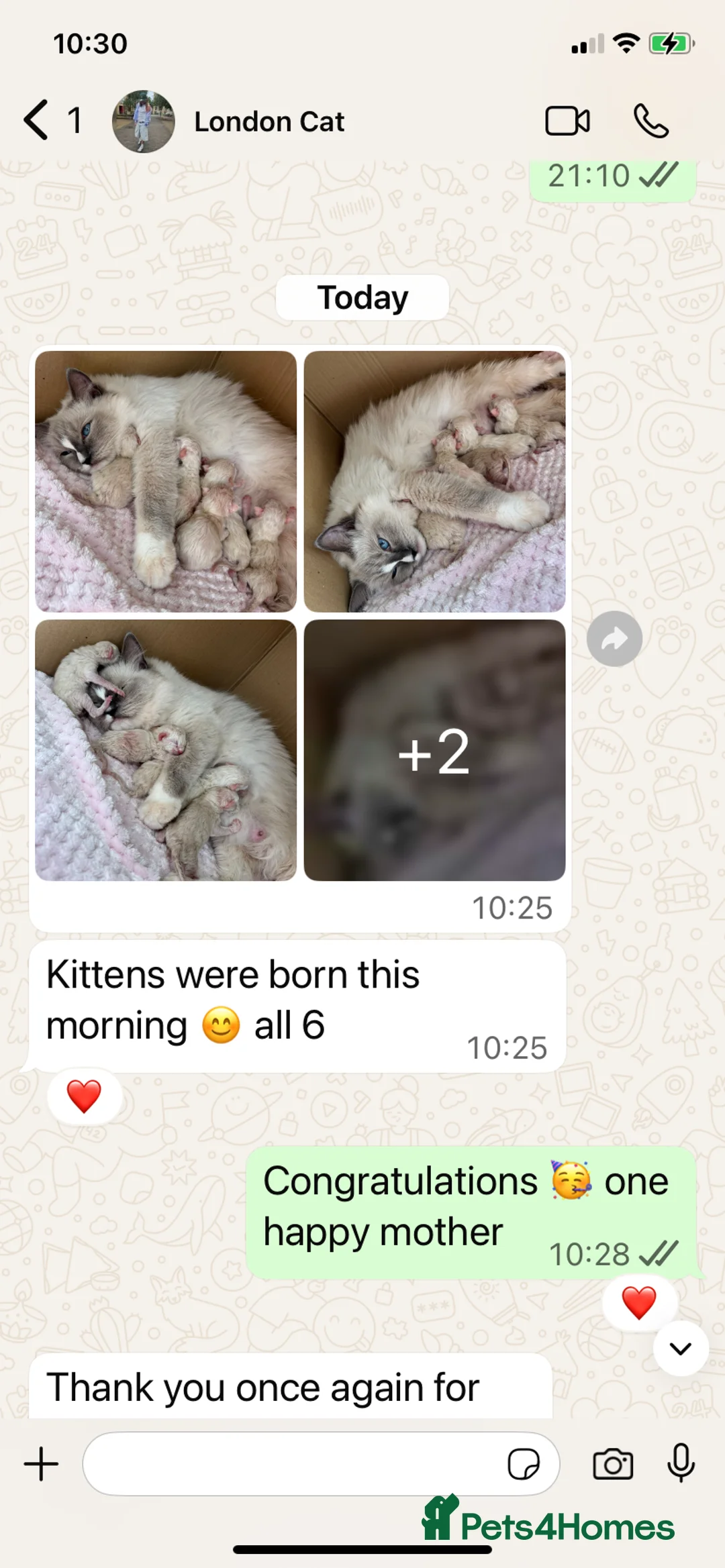 Ragdoll cats for stud: RAGDOLL GCCF STUD CHUNKY BIG BOY MILTON KEYNES in Milton Keynes - Advert 17