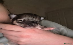 Chihuahua dogs for sale:  **  CHIHUAHUAS  - Advert 7