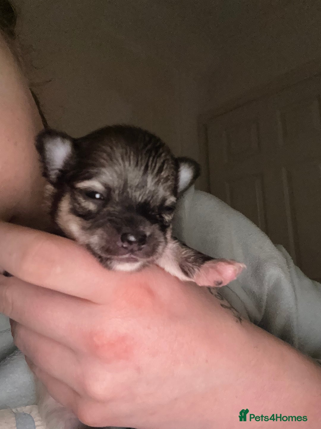 Chihuahua dogs for sale:  **  CHIHUAHUAS  - Advert 7