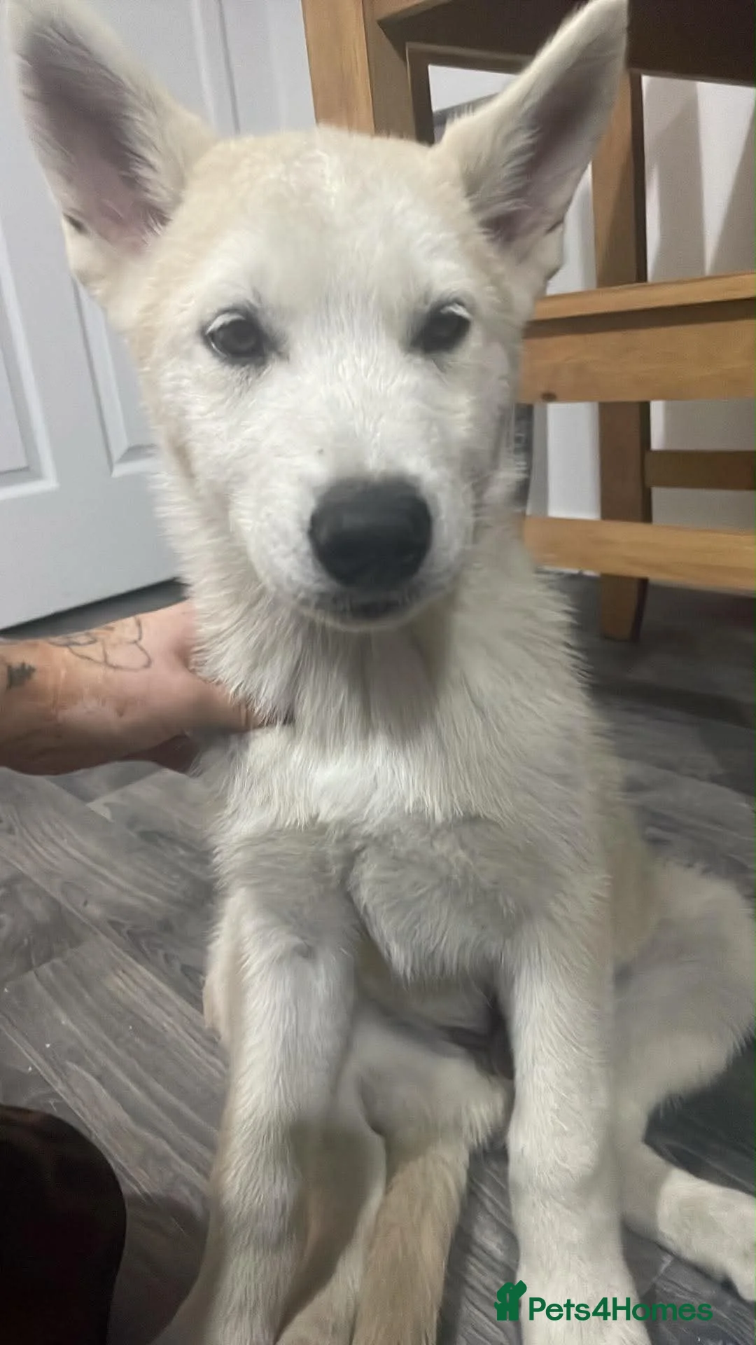 Siberian Husky dogs for sale: 12 Week White Purebred Husky Puppy - Advert 2