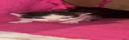 Mixed Breed cats for sale: READY TO LEAVE *2left* Part ragdoll kittens  - Advert 24