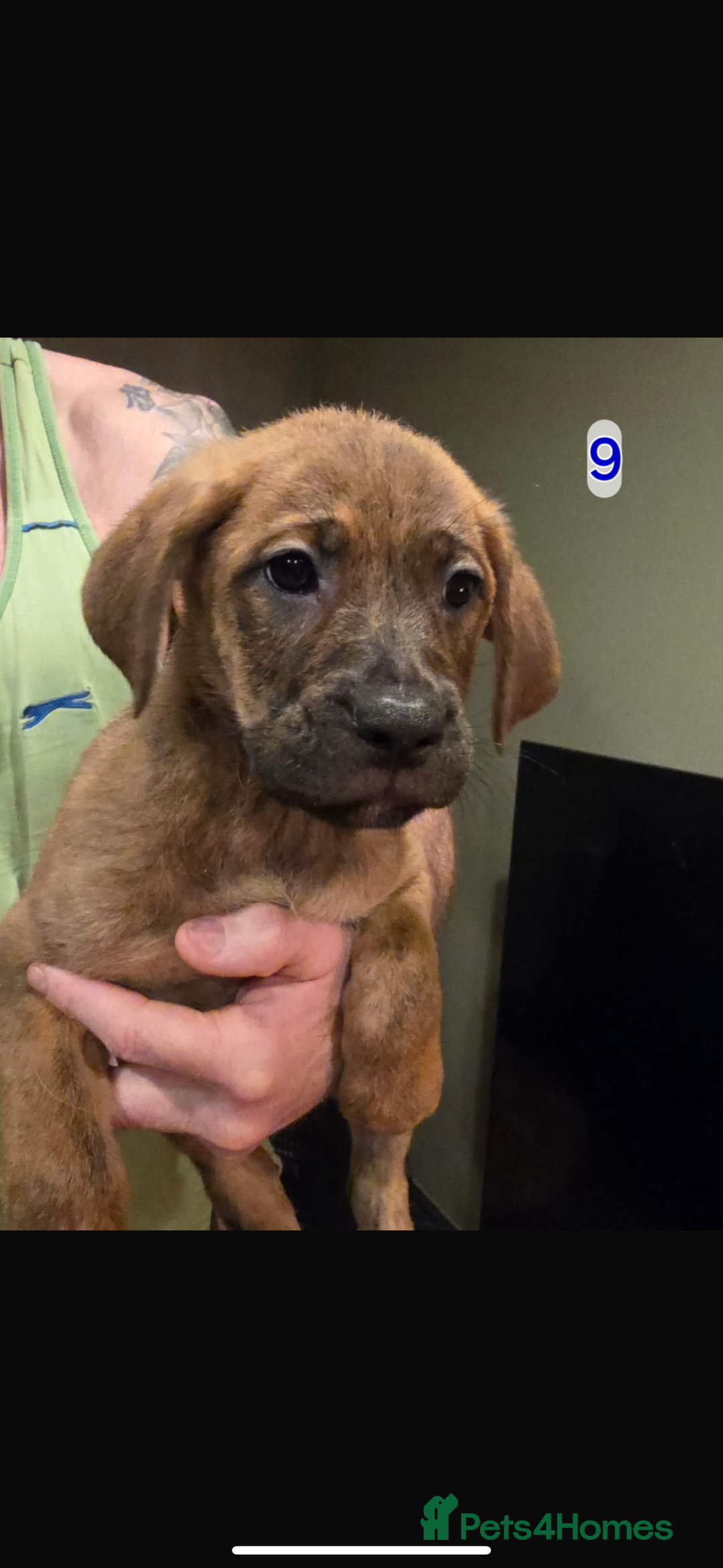 Mixed Breed dogs for sale: Cane corso X mastiff X - Advert 11