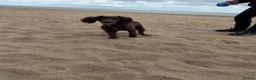 Sprocker dogs for sale: 8 month old chocolate Sprocker spaniel  - Advert 3