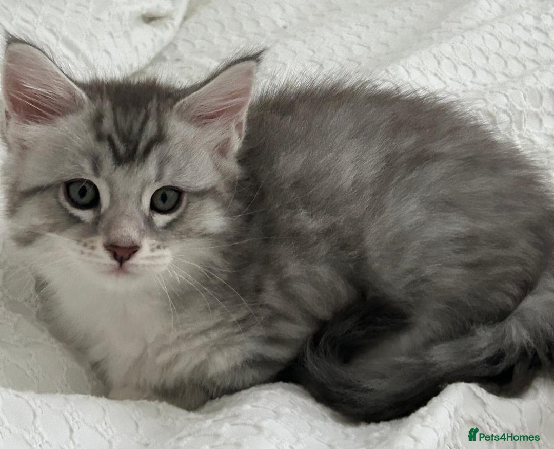 Maine Coon cats for sale: Gorgeous TICA Maine Coon Kittens - Advert 5