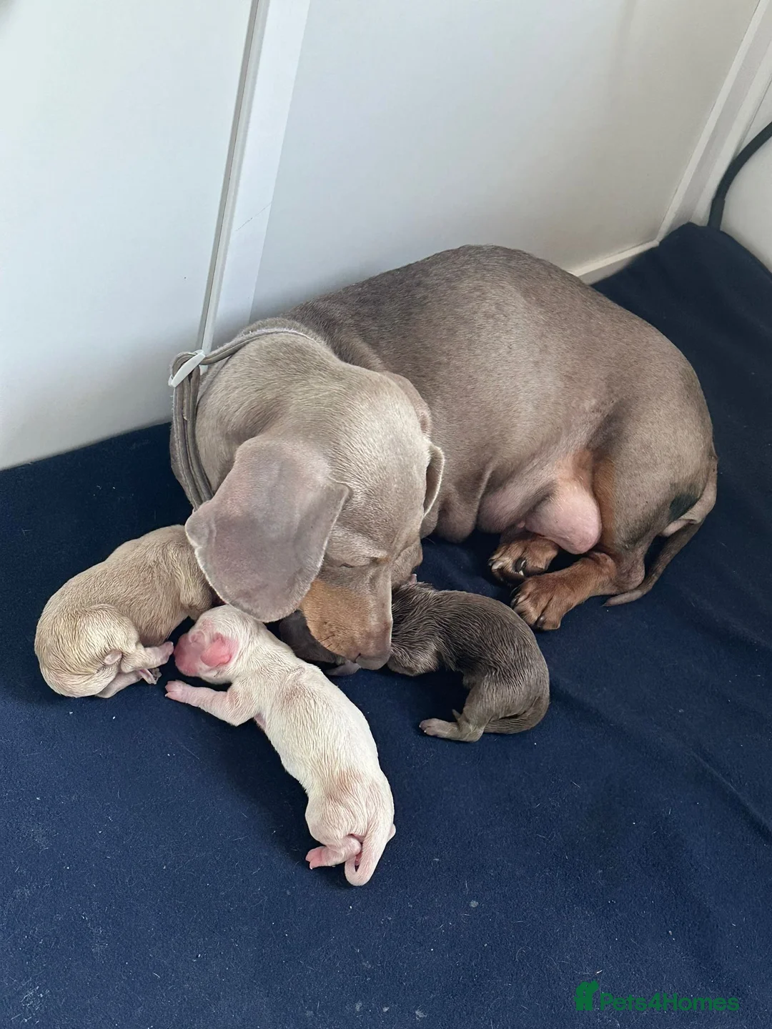 Miniature Dachshund dogs for stud: 🍦ALPHA mini cream Int/Int pied Smooth dachshund ! in Mexborough - Advert 19