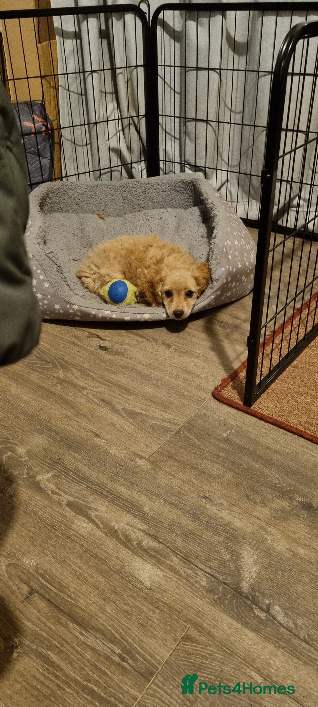 Cavapoo dogs for sale: Beautiful litter of Cavapoo puppies - Advert 7