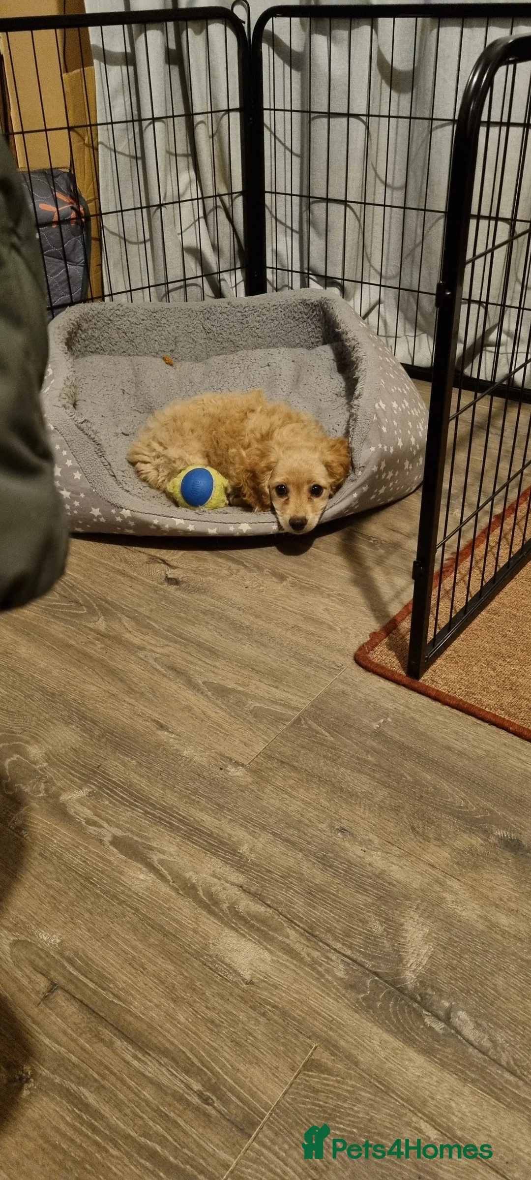 Cavapoo dogs for sale: Beautiful litter of Cavapoo puppies - Advert 8