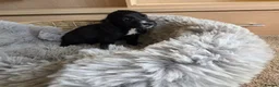 Cocker Spaniel dogs for sale: Working Type Cocker Spaniels - Advert 35