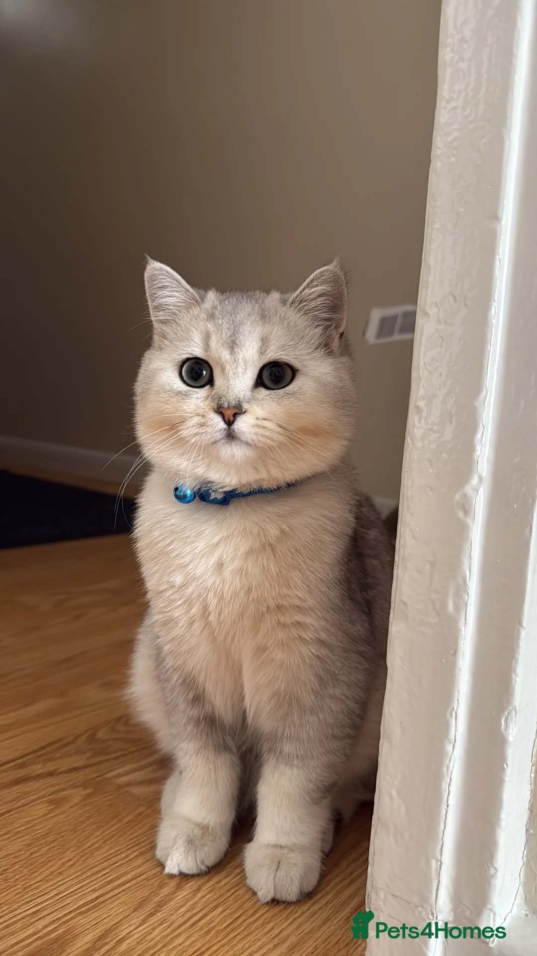 British Shorthair cats for sale: BRİTİSH SHORTHAİR 10 MONTHS - Advert 5