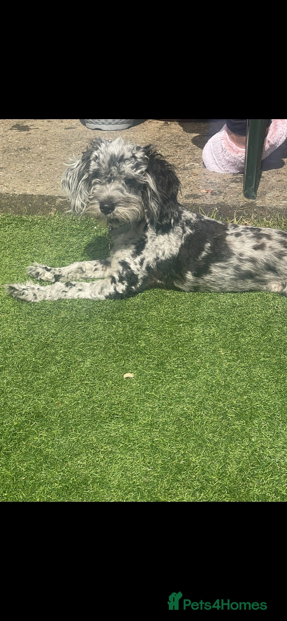 Cockapoo dogs Toy F1B cockapoos  - Advert 1