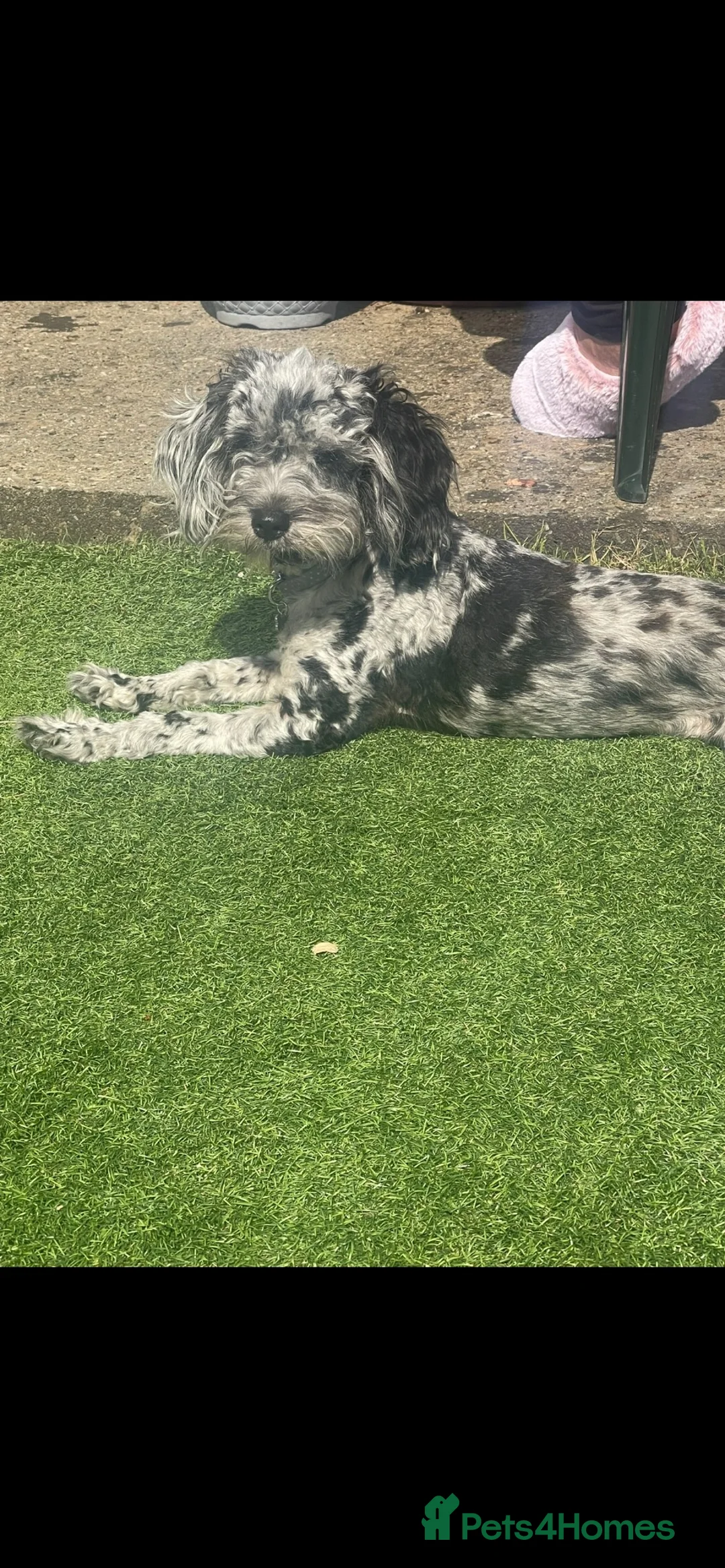 Cockapoo dogs for sale: Toy F1B cockapoos  - Advert 1