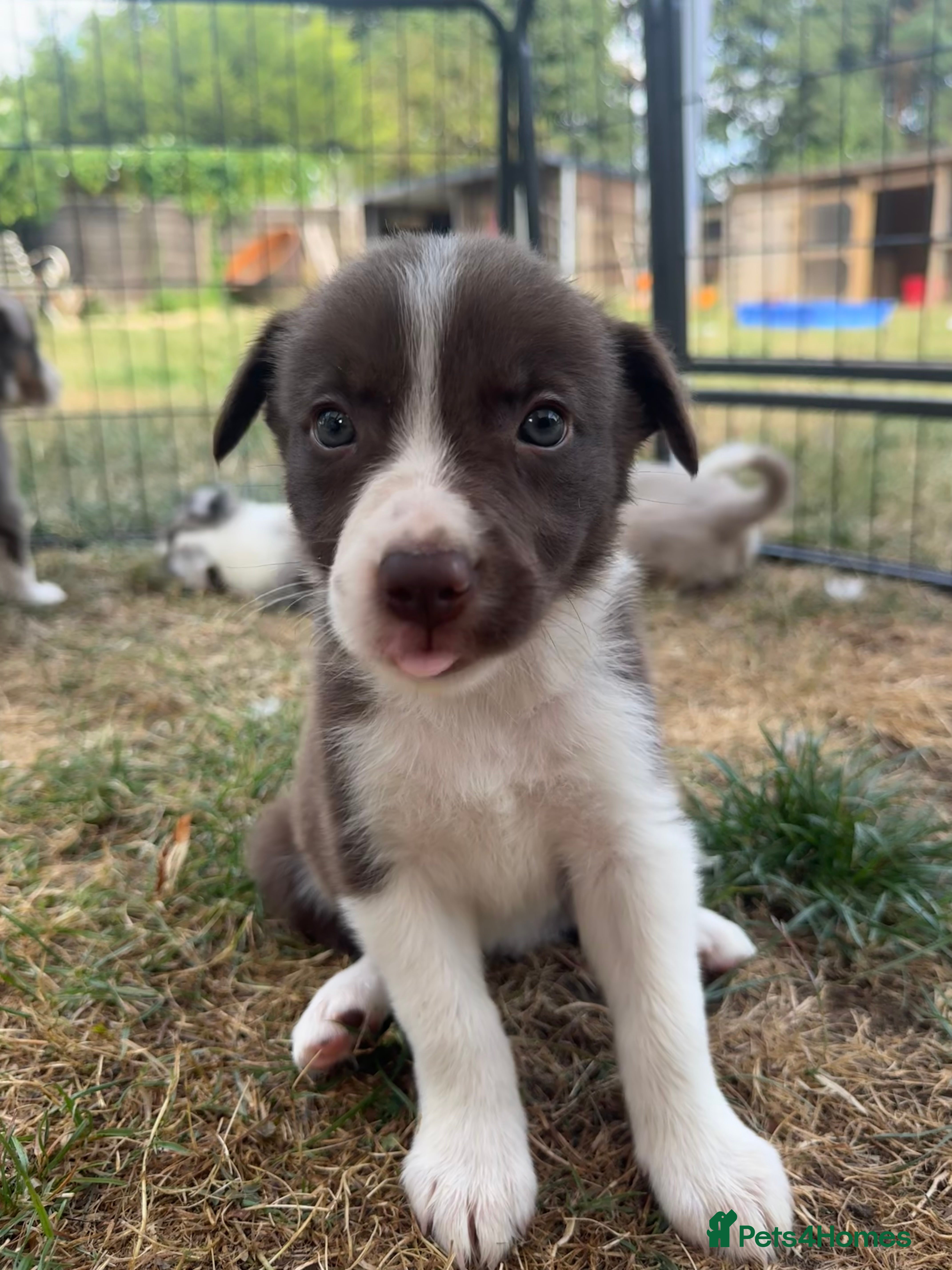 Border Collie dogs Beautiful Border Collie Puppies  - Advert 2