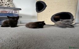 British Shorthair cats for sale: 🐾 British Shorthair Kittens 🐾 - Image 7