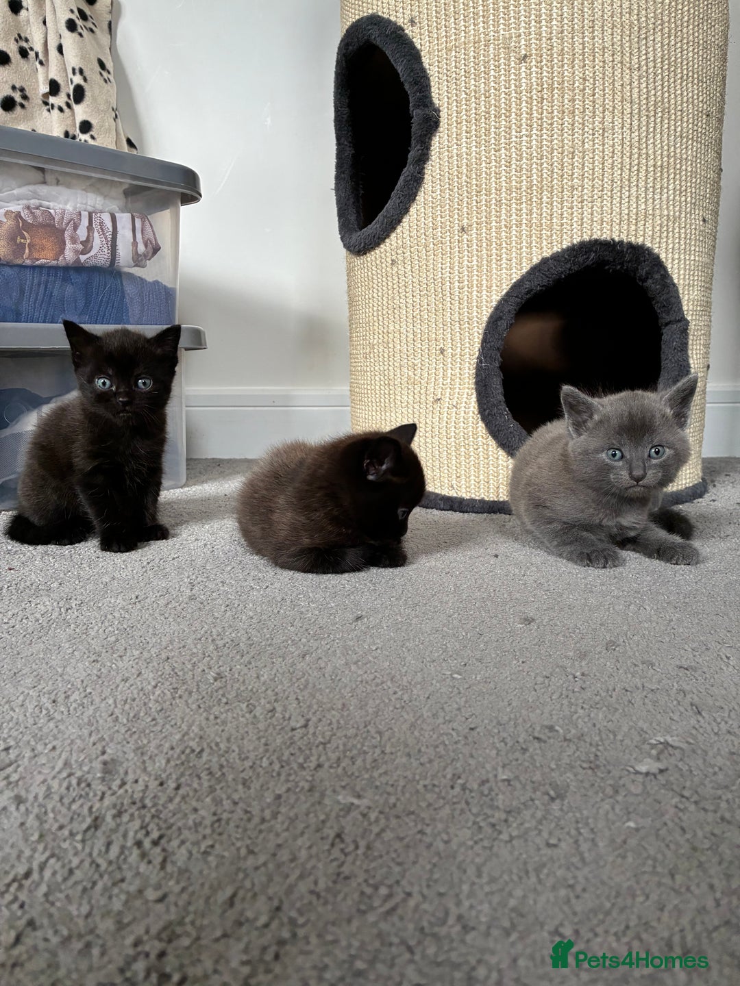 British Shorthair cats for sale: 🐾 British Shorthair Kittens 🐾 - Image 7