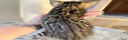 Bengal cats for sale: Beautiful Bengal Kittens Available for Reservation - Advert 6