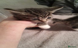 Mixed Breed cats for sale: Stunning British short hair x - Advert 13