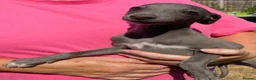 Whippet dogs for sale: Beautiful blue/brindle Whippets  - Advert 9