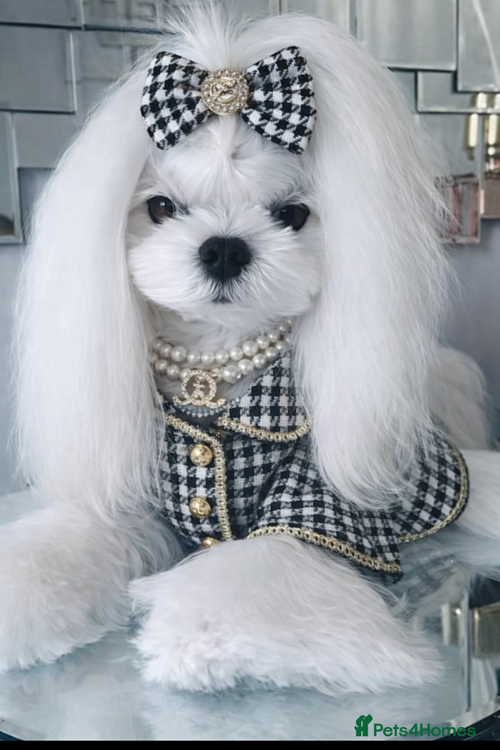 Maltese dogs 🖤KC DNA health tested Tiny Korean Maltese boy🖤  - Advert 1