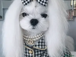 Maltese dogs 🖤KC DNA health tested Tiny Korean Maltese boy🖤 - Advert 1