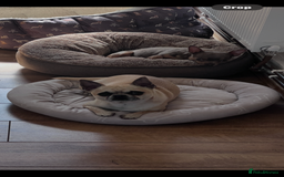 Chihuahua dogs for sale: Adorable apple head short coat chihuahua puppies.  - Image 12